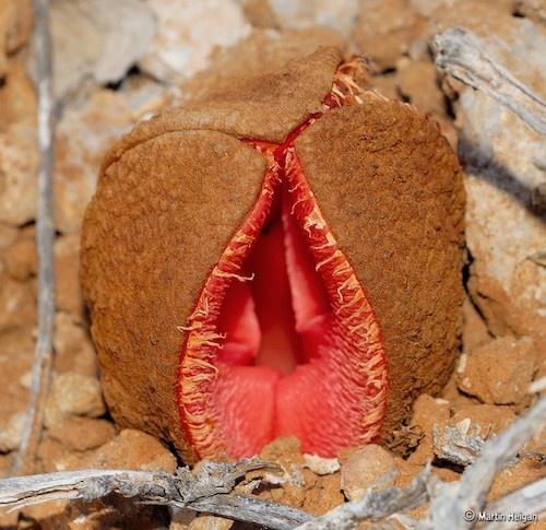 Cây[-]Hydnora[-]có[-]nguồn[-]gốc[-]từ[-]phía[-]nam[-]châu[-]Phi,[-]sống[-]kí[-]sinh[-]vào[-]rễ[-]của[-]các[-]cây[-]họ[-]Euphorbiaceae.[-]Chỉ[-]có[-]hoa[-]của[-]loài[-]cây[-]này[-]mọc[-]trồi[-]trên[-]mặt[-]đất[-]và[-]phát[-]ra[-]mùi[-]phân,[-]nhằm[-]thu[-]hút[-]những[-]kẻ[-]tới[-]thụ[-]phấn[-]tự[-]nhiên,[-]bọ[-]cánh[-]cứng[-]ăn[-]phân[-]hoặc[-]bọ[-]cánh[-]cứng[-]đẻ[-]trứng[-]trên[-]xác[-]chết.[-]Phải[-]cần[-]ít[-]nhất[-]1[-]năm[-]để[-]nụ[-]Hydnora[-]nở[-]thành[-]hoa.